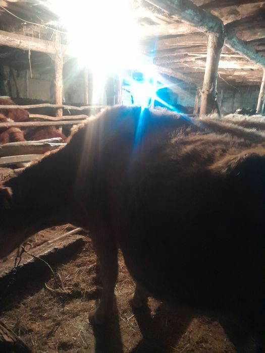 Продам коров с подсосным телятом