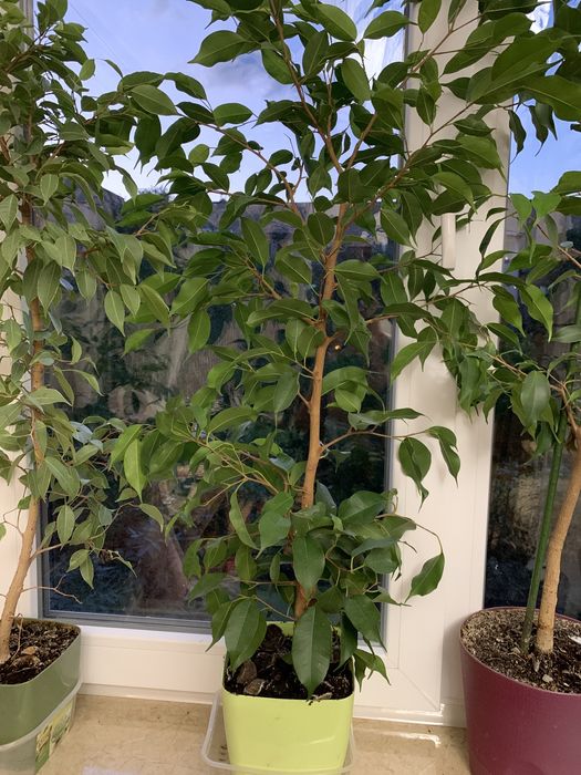 Продам пестрый Бенжамин , Пальму