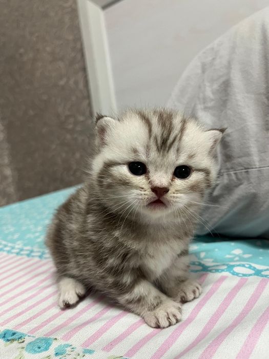 Котята ,, Скоттиш фолд,,  Скоттиш страйт