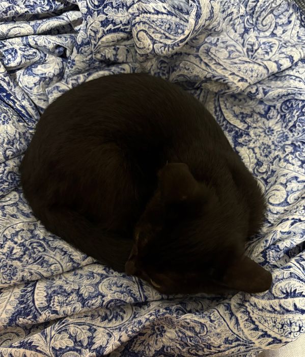 Срочно ищу дом котенку!