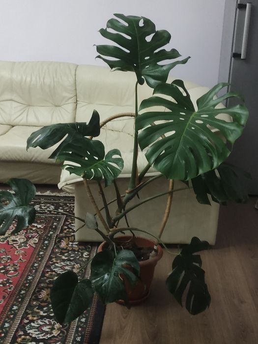 Монстера комнатное растение