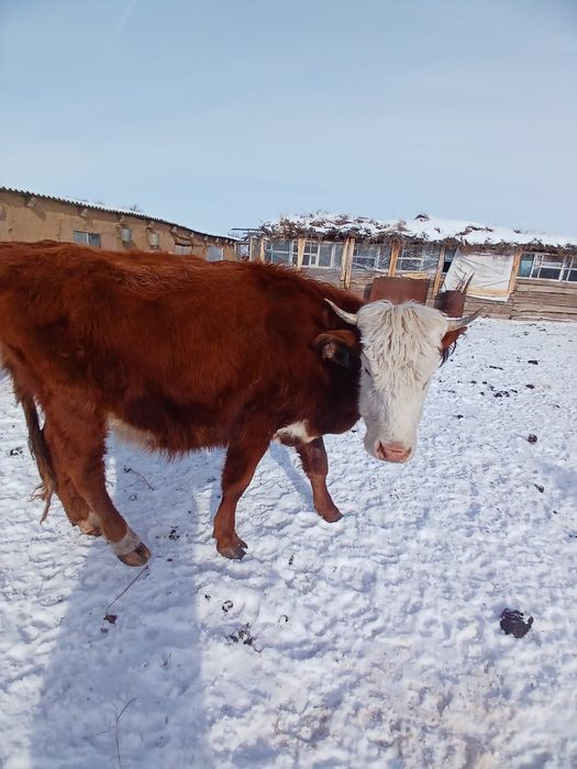 Продам КРС крупно рогатый скот 550 000