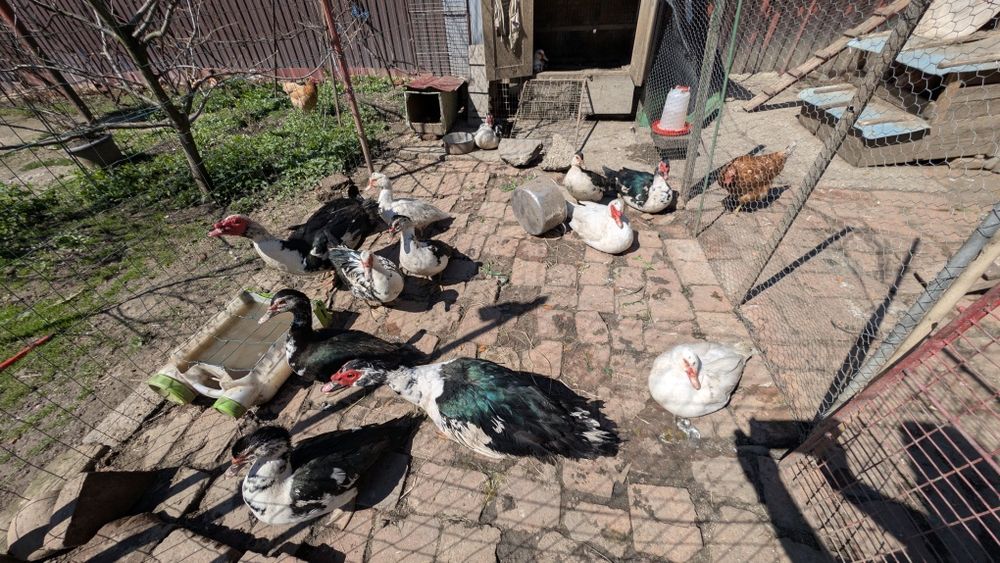 Vând ouă de rate mute pentru incubat