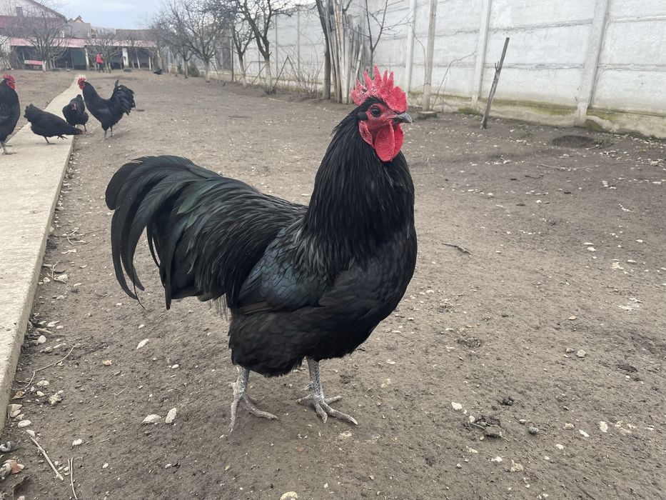 Vand oua de incubat Australorp