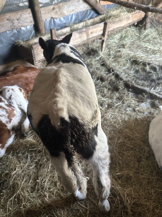 Doi taurasi de vanzare