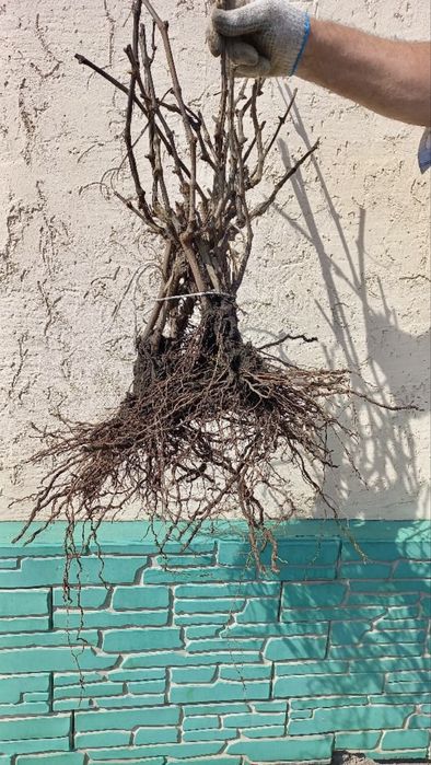 Саженцы винограда