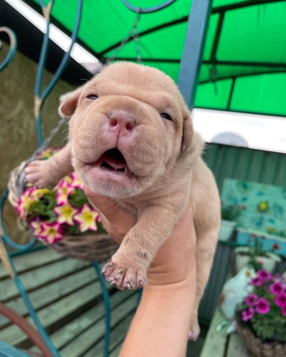 Шикарные детки булли американский