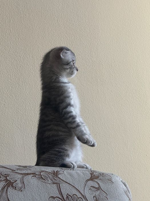 Продаётся кошка породы Scottish Fold