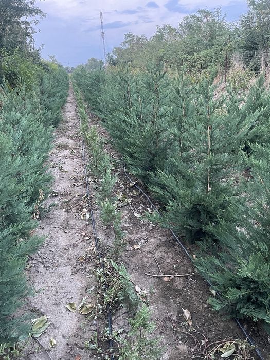 Producător tuia platan leylandi