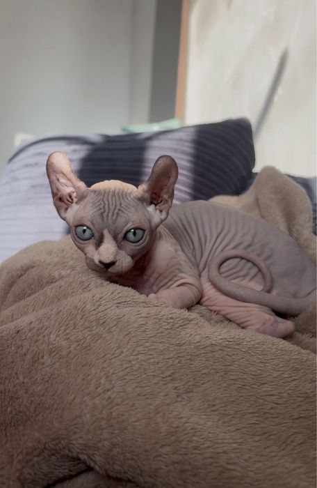 Сфинкс эльф котенок