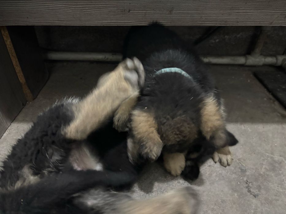 Немецкая  овчарка