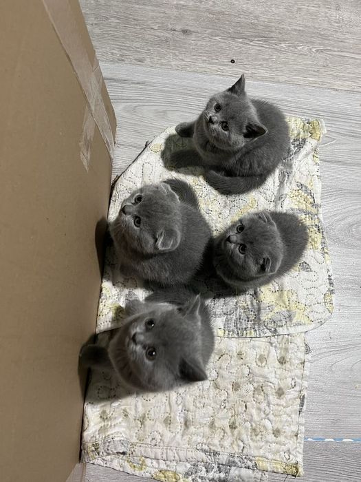 Британские котята