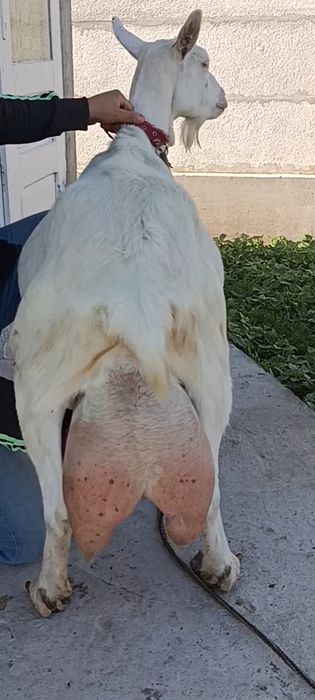Capra nr1. De elită