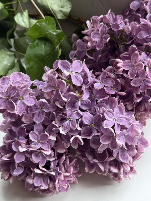 Свежие пышные букеты