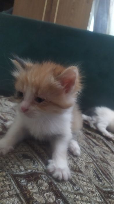 Продам котят  веслоухие