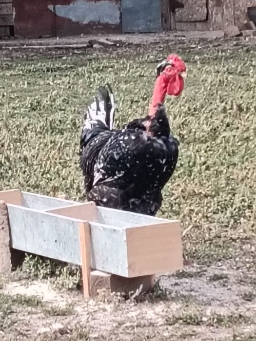 cocoși diferite rase