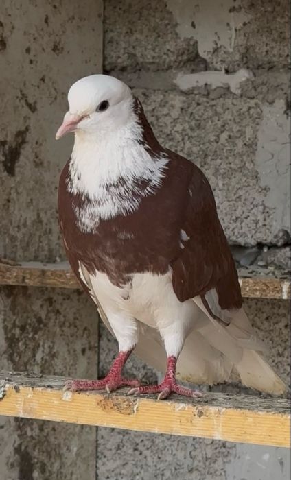 Голуби Широкохвостые продам