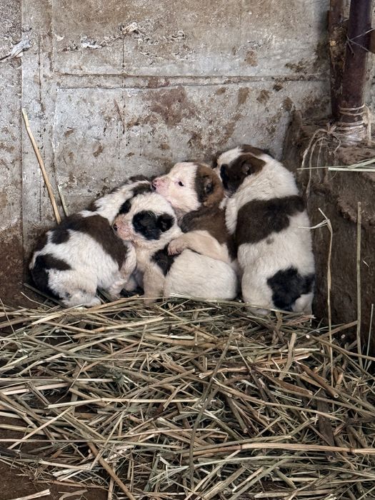 Шенки казакски тобет