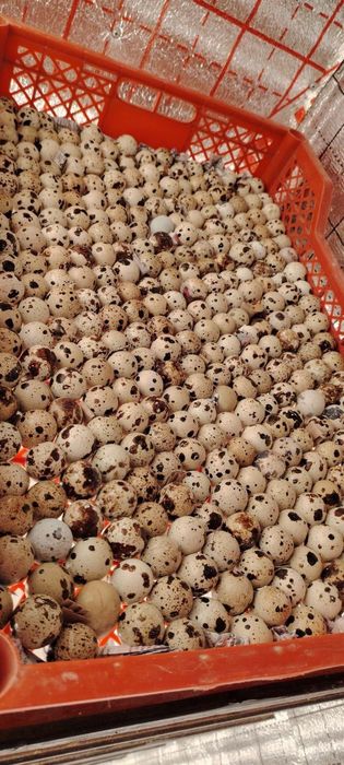 Хороший перепёлки