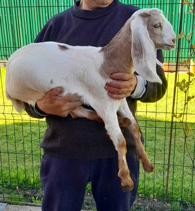 Iezi KamorixNubian certificat
