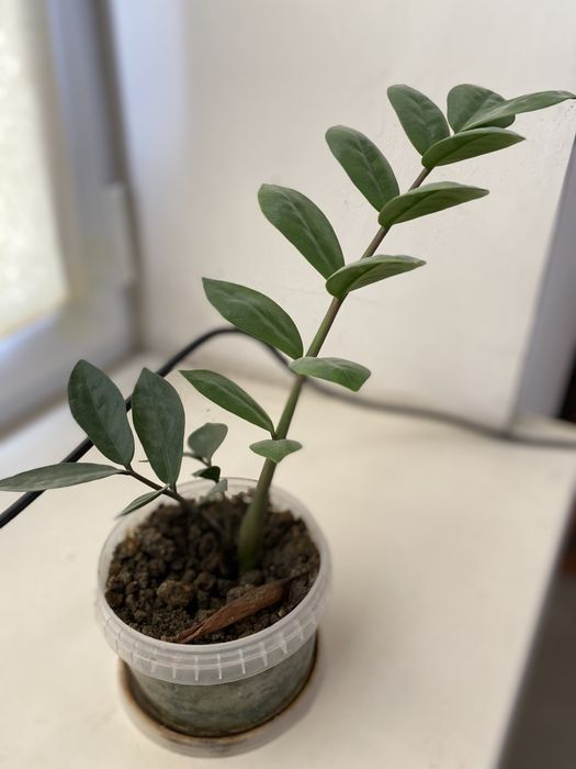 отростки долларовых растений