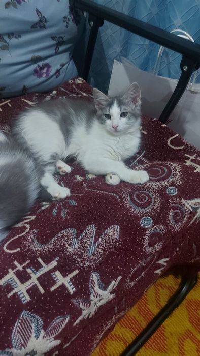 Отдам в добрые руки