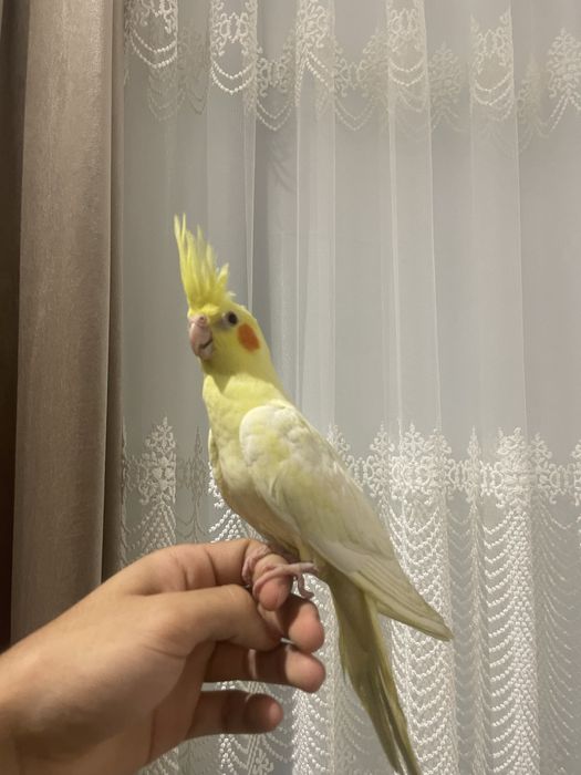 ручной карелла сотилади.