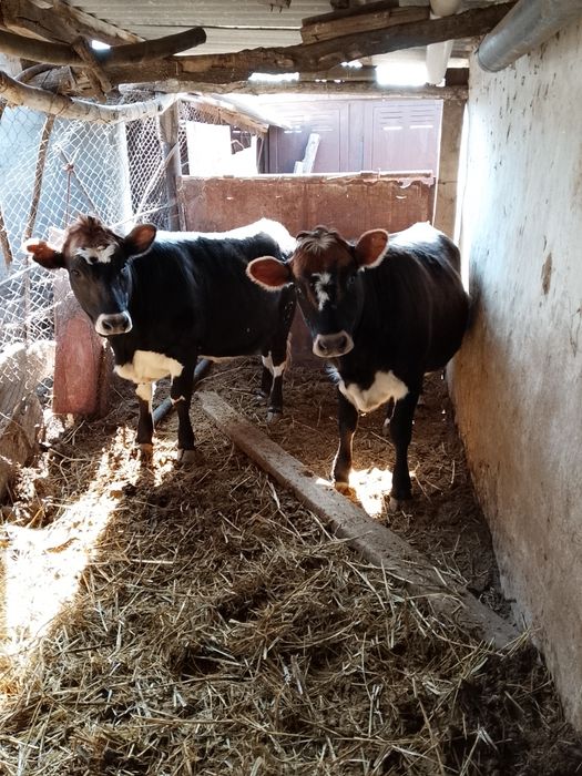 Коровы и быки.Продам