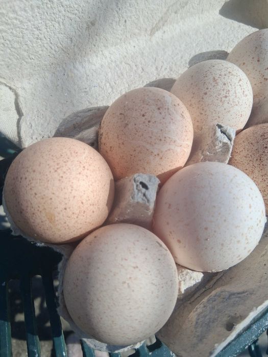 Oua curca consum/incubat american sălbatic