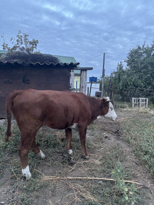 Продаю корову и теленка