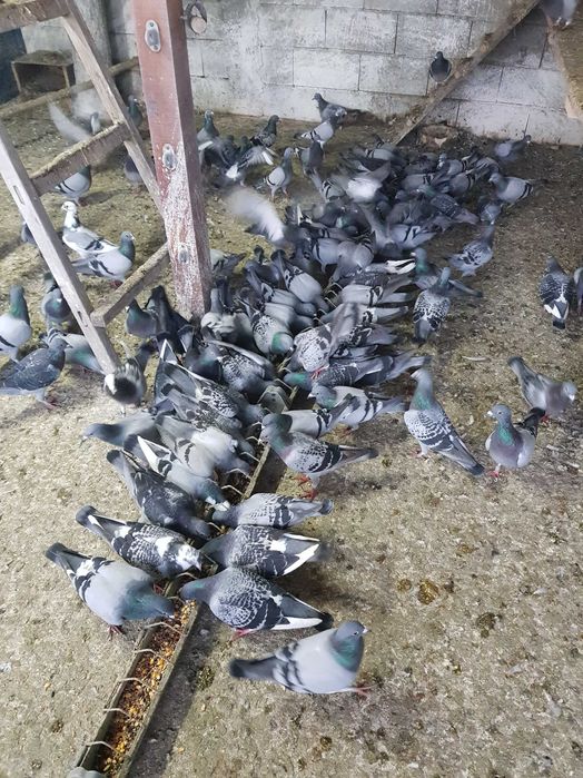 Продавам пощенски спортни гълъби