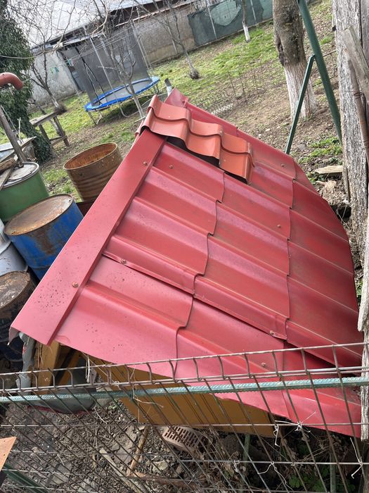 Cotet ptr caine talie mare