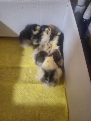 10 кунлик кора шахзода ва брамо жужалари