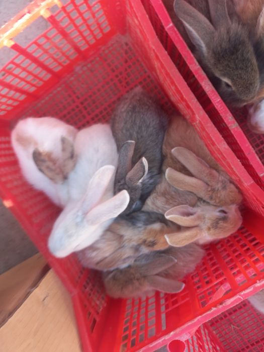 Quyonlar bor kmga kere bösa yozsin