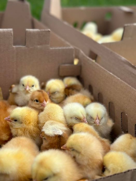 Puișori de o zi mixta/carne