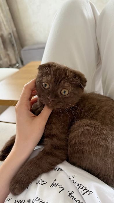 Передержка кошек