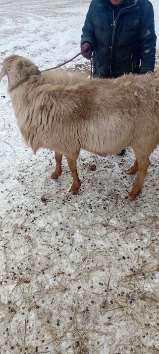 Продам кошкаров производителей