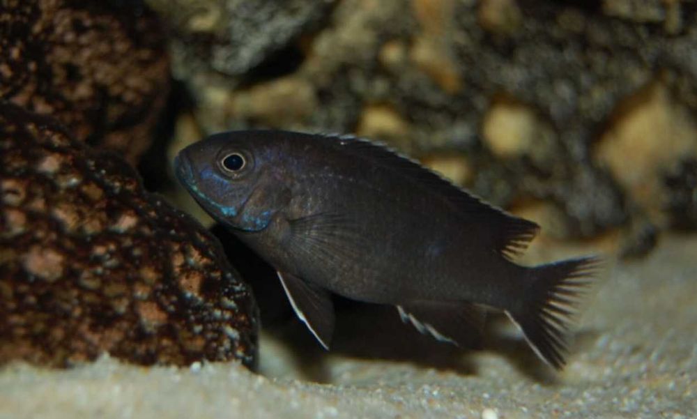 Псевдотрофеус ацей нгара | Аквариумные рыбки