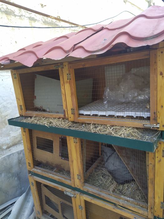 Quyonlar uchun in sotiladi arzonga