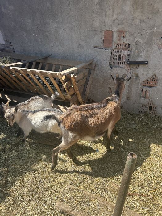 Capre si iezi de vanzare