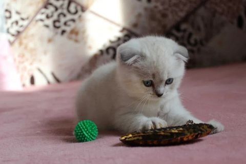 Вислоухие Шотландские Фолды