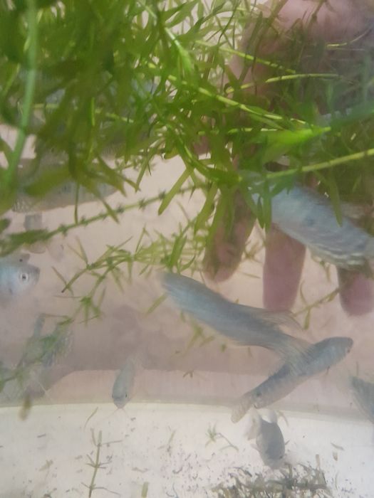 Продам рыбок гурами