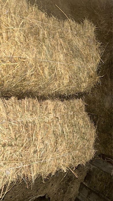 Клевер 65 тюков