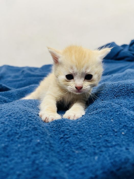 Шотлансдкие прямоухие котята