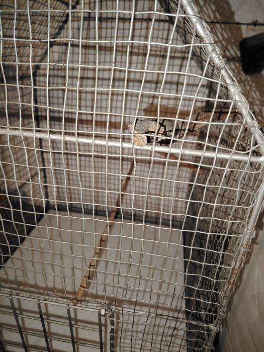 Клетка за птиче  метална