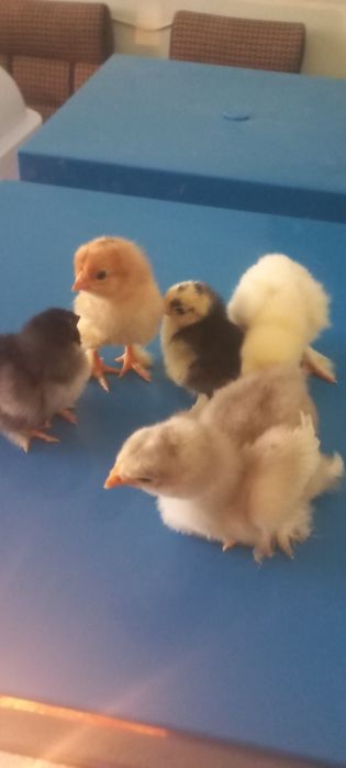 Брама гигант жужалари сотилади з⁹