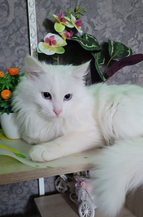 Вязка кот Турецкого Ангора