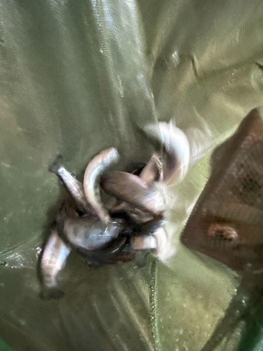 Puiet pastrav curcubeu