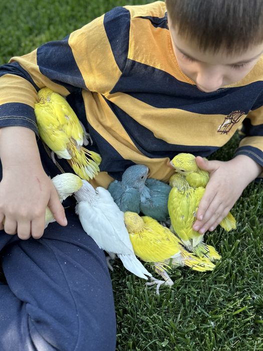 Papagali vorbitori micul alexandru pui 2025 alexander