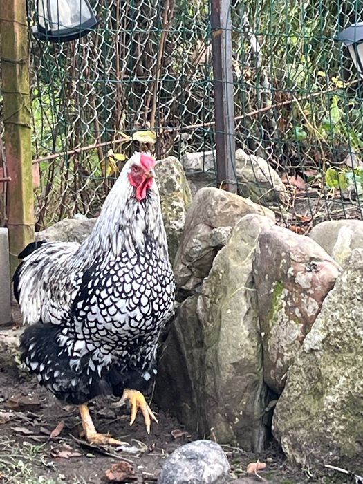 Cocoș Wyandotte tânăr